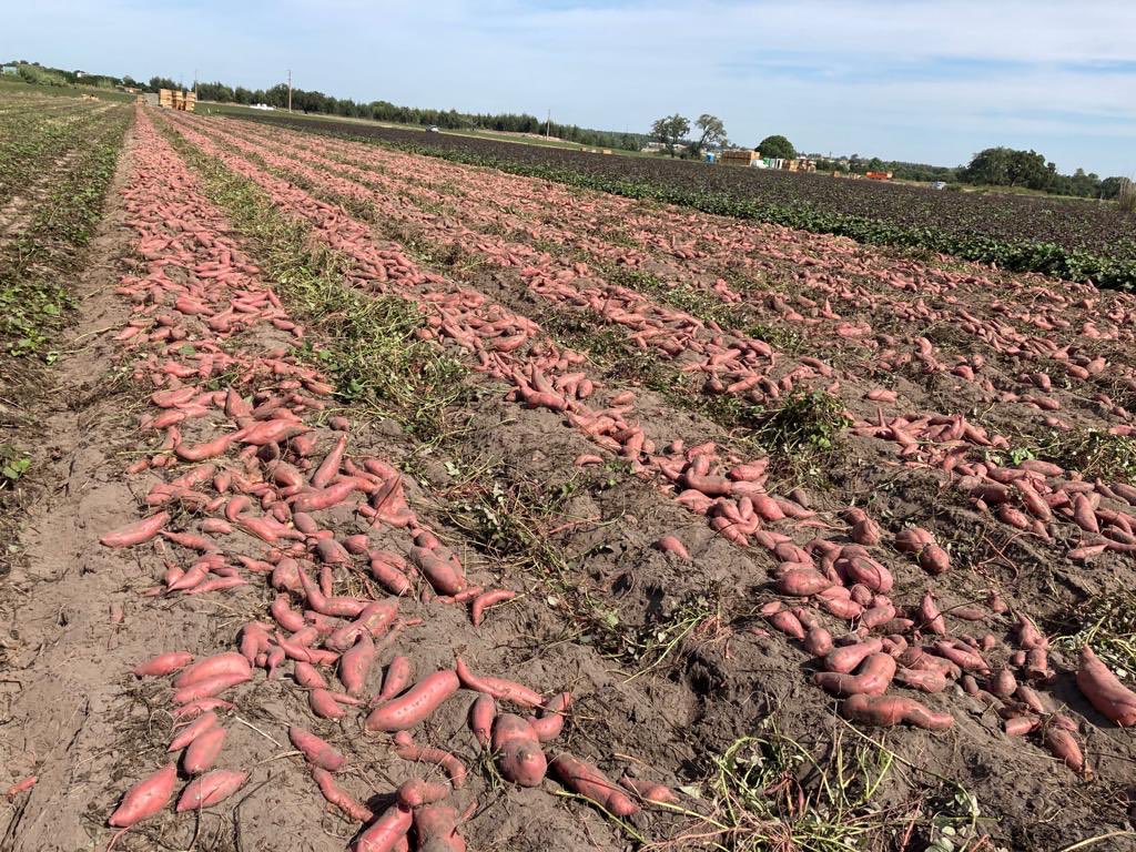 NativaLand's tweet photo. Harvest in full swing on our farm in Portugal this week. #sweetpotato great handling and careful harvest management giving great results! Bayou Belle a wonderful variety for culinary flavour and texture. https://t.co/zggXKkt3th