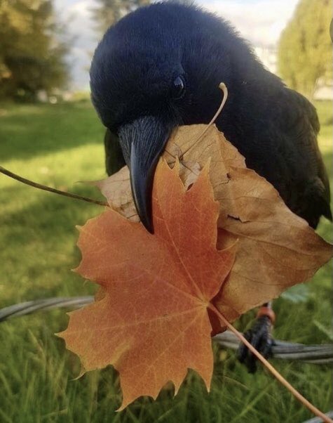 crowadinfinitum's tweet photo. Hello dear friends,πβ¨I very much so would love a #Crow emoji!!π€β¨#Retweet please if you would also!π€πβ¨@Twitter Love, TinaβοΈπβ¨ #LoveCrowsπ€ #Emoji #CrowCommunity #Crowsπ€β¨ https://t.co/ojQF6LsF2V