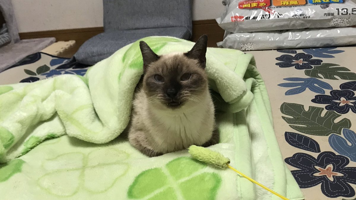 雑種犬マロンと拾い猫ハナ ハナのブサ顔がどんどん拡散されていってあああ かわいいハナちゃんも見て