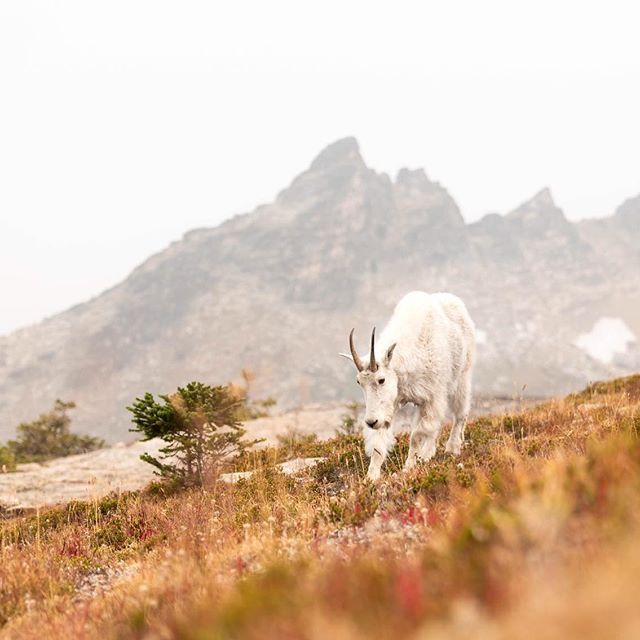 BCWildlife's tweet photo. Another great shot from our #BCWF Photo contest. Tag us on Instagram with #bcwfphotocontest and you could be featured!
#wildlifephotography #photography #beautifulbc #explorebc #nature https://t.co/KGvIFVxAEe