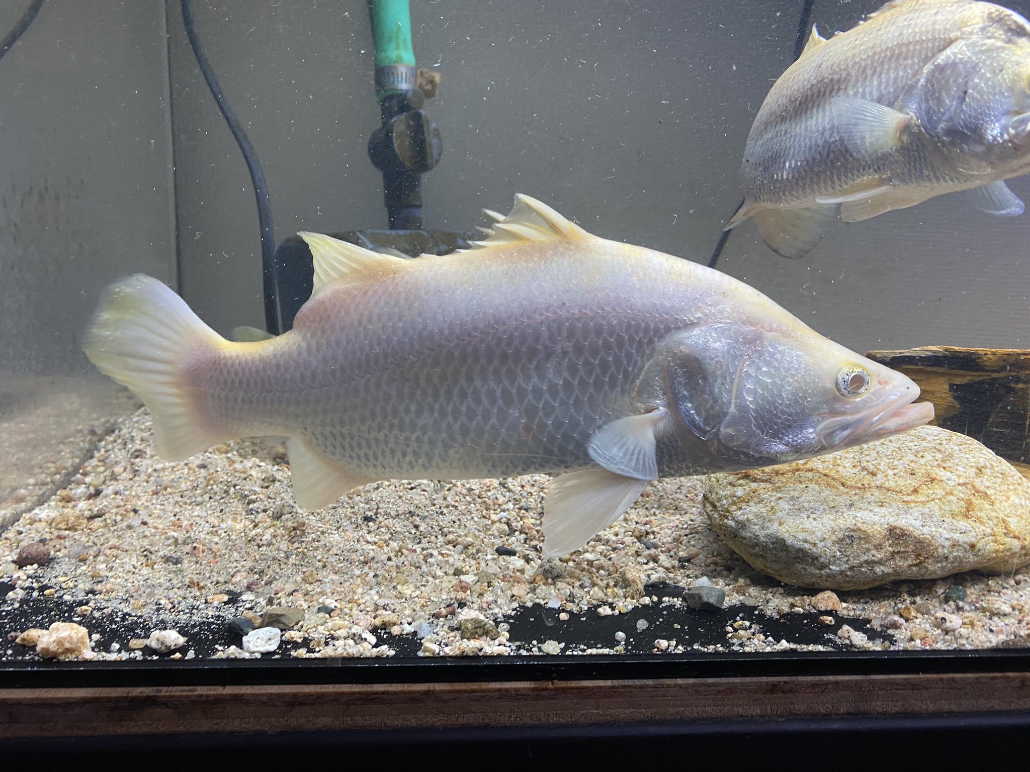 Ns Aquarium アルビノバラマンディ 30センチ前後 ド完品の入荷です 体色はまだ色飛びしてますが 元に戻ります まだ小さいので 規格水槽での飼育が可能です 気になる方dm下さい 今回でこのサイズでの入荷は当分ありません T Co