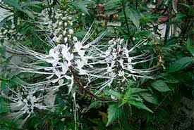 Existen multiples especies que de forma segura pueden ser utilizadas para mejorar problemas que presente el sistema urinario, una de ellas lo es el Te de Riñon - Orthosiphon aristaus Blume - conocida por sus bondades como diuretica y antiseptica.
<a href="/YisnielTroche/">Yisniel</a> <a href="/JoseCarlosRRuiz/">JoséCarlosRRuiz</a>