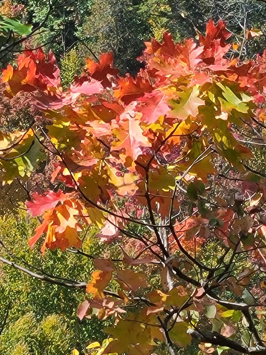 FoliageNetwork's tweet photo. Great, short hike up Stewart Mountain (near Chestertown, NY) on 9/26! This less than 1 mile out-and-back had plenty of color! https://t.co/obZR6KWPx0 #fall #fallfoliage #foliage #fallhikes https://t.co/8HmMsHRQyb https://t.co/e5E7FatJwa