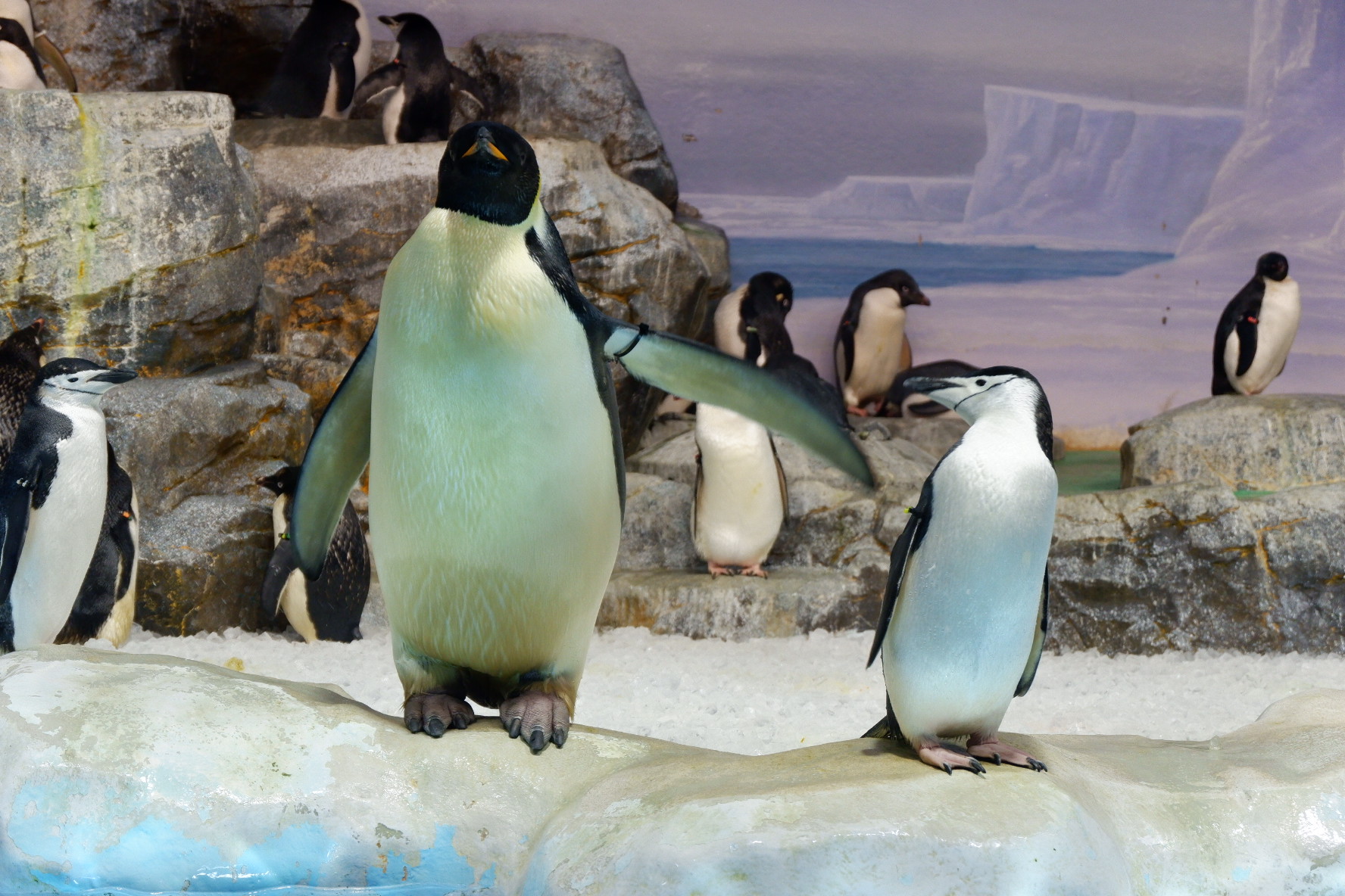 水族マン ビーサポ 羽繕いでバタバタ動くエンペのフリッパーが何回も当たって怒りのヒゲペンギン 噛み付くも全く効果なし 名古屋港水族館 エンペラーペンギン コウテイペンギン ペンギン 水族館 T Co T2bcjsrfcm Twitter