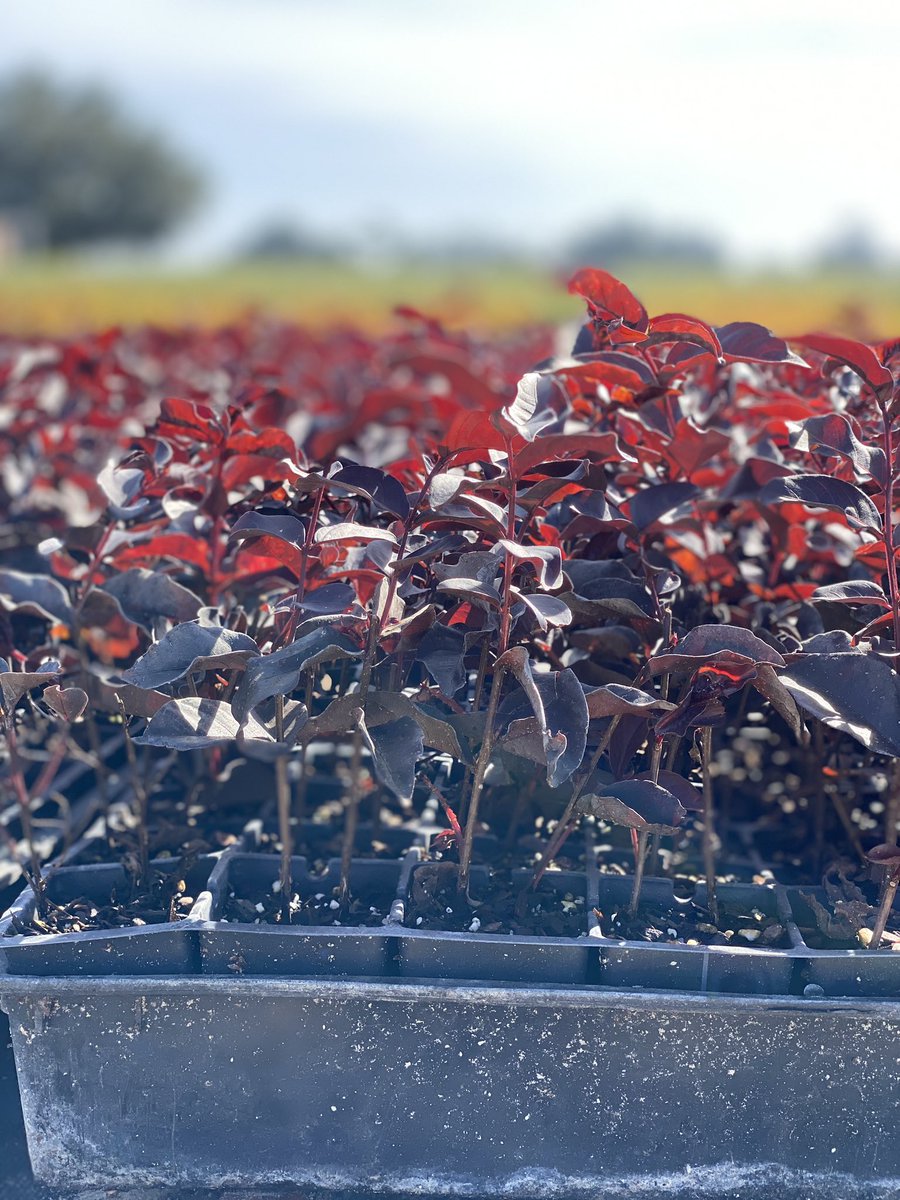 Simpson Nurseries tweet media