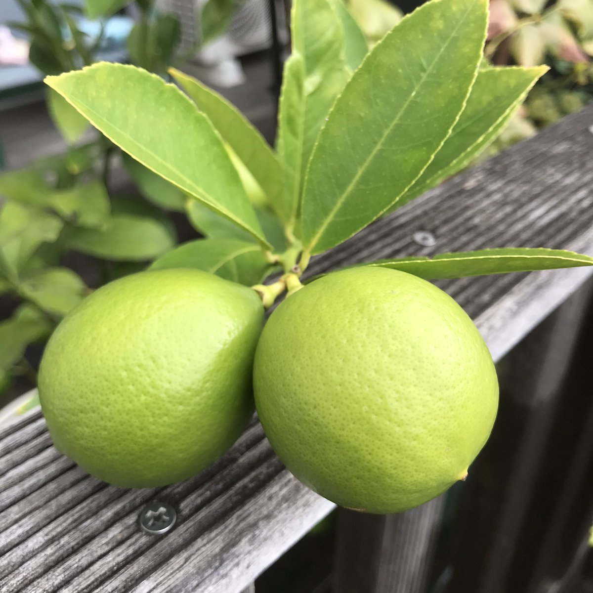 カナ على تويتر 今朝のあれこれ ストロベリーヒル レモン せんと朝顔 ウィリアムモリス レモン は育て方に書いてあった通りだと あと1ヶ月ちょっとで収穫期