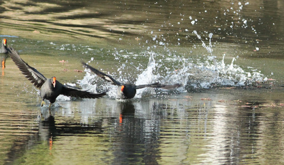 Ms3Bird's tweet photo. Had a lovely afternoon on the banks of the Gwydir River at Bingara #outbacknsw, watching these two Dusky Moorhens chasing each other up and down a section of the River. Their splashes looked like someone skiping stones. #WildOz #birds #birdphotography. https://t.co/paVgvxHyLy