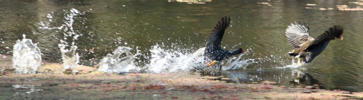 Ms3Bird's tweet photo. Had a lovely afternoon on the banks of the Gwydir River at Bingara #outbacknsw, watching these two Dusky Moorhens chasing each other up and down a section of the River. Their splashes looked like someone skiping stones. #WildOz #birds #birdphotography. https://t.co/paVgvxHyLy