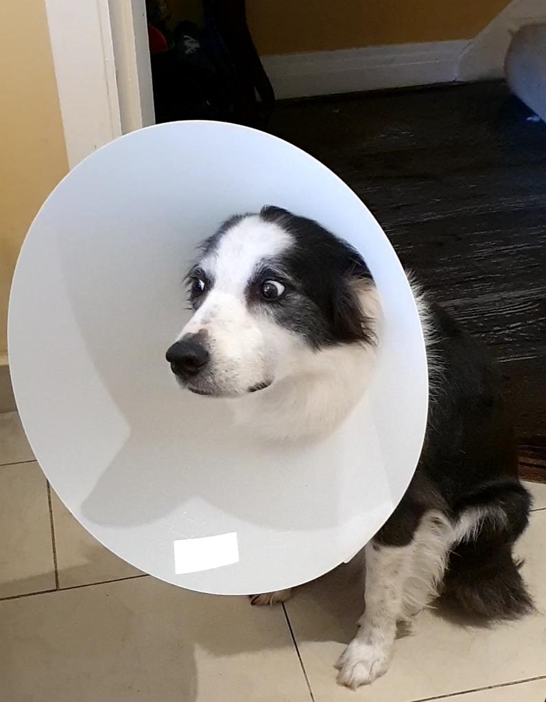 Bella Zelda Lenahan (@bellathedogie) on Twitter photo 