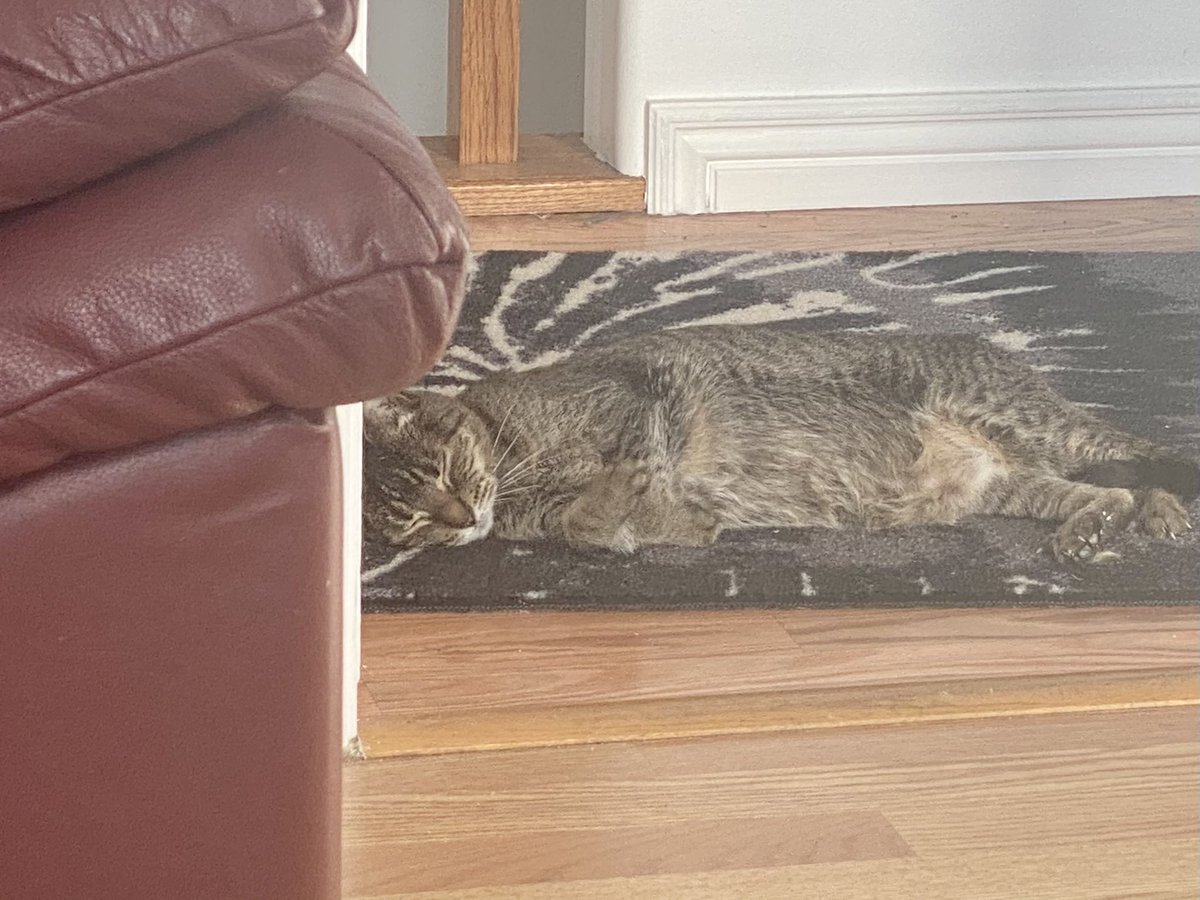 RaeOnTheNews's tweet photo. Sitting outside my office door, waiting for me to be done with work. #QuarantinePets #CatsOfTwitter https://t.co/Dgcy15VGCC