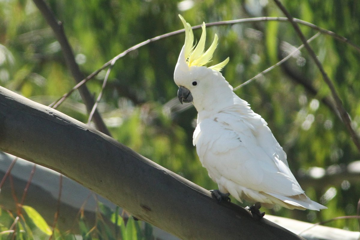 Ms3Bird's tweet photo. Heaps of Sulphur-crested Cockatoos and Sacred Kingfishers at Bingara #outbacknsw #wildoz #birds #birdphotography https://t.co/4HtmtY7HFu