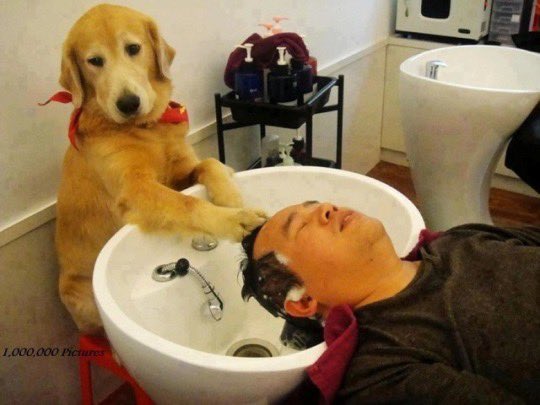 is this dog even a licensed professional??? what kind of sketchy operation is it running