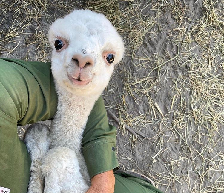 This alpaca wants to remind you that it’s ok to take breaks