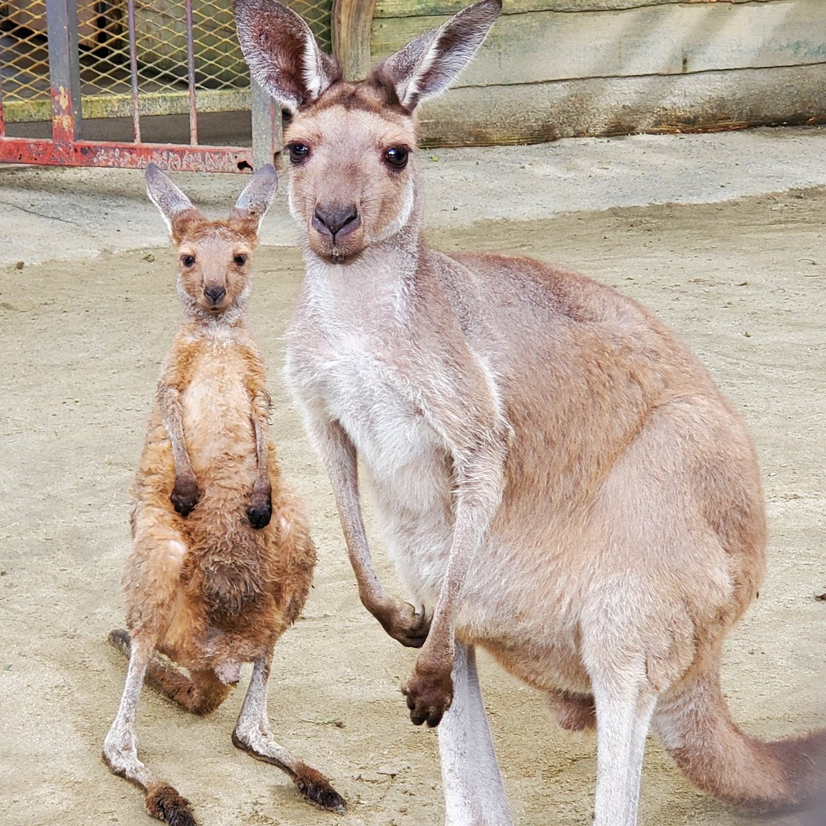 カンガルー の 赤ちゃん 意外と知らないカンガルーの生態 筋肉 ボクシング 袋の神秘などを解説 カンガルー の 赤ちゃん 意外と知らないカンガルーの生態 筋肉 ボクシング 袋の神秘などを解説