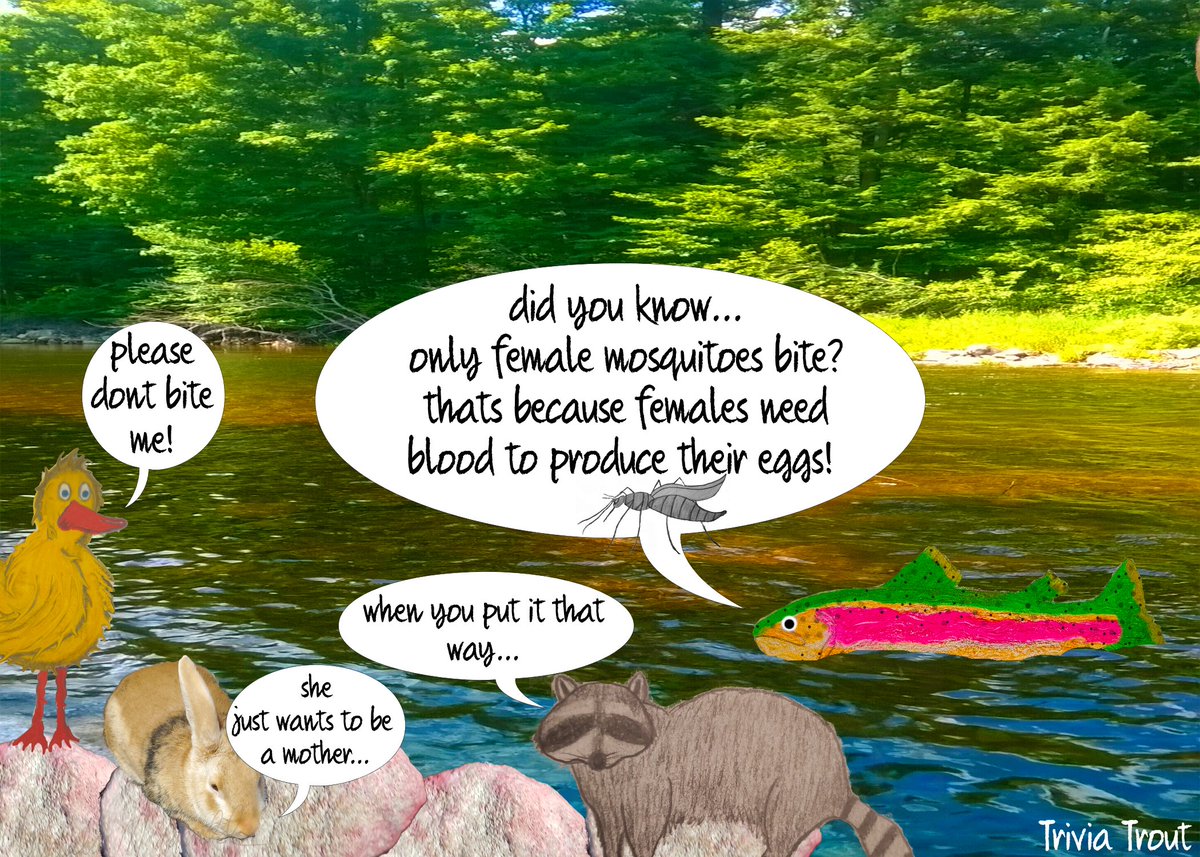 TriviaTrout's tweet photo. #triviatrout #trout #trivia #fish #funfacts #funfact #learningsomethingnew #learningisfun #didyouknow #animals #animalfacts #insectfacts #reptilians #nature #interesting #rainbowtrout #fishfacts #funwithfriends #mosquitoes #mosquitoefacts #eggs #blood #babies https://t.co/HXtoWznMBL