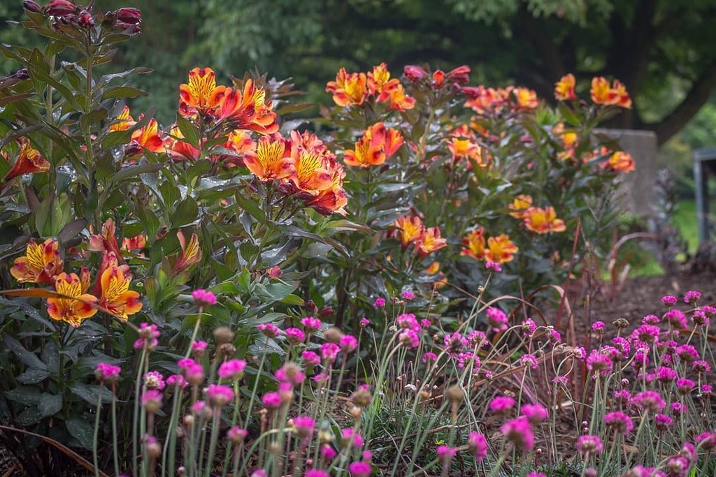 Late summer/early autumn blooms.
.
.
.
#sfbotanicalgarden #goldengatepark #sanfrancisco #alwayssf #sfguide #sfgate #abc7now #sanfranciscoworld  #nature #flowerperfection #nature_brilliance #instanature #instaflower #flowerstalking #petalperfection #natur… instagr.am/p/CFs1KlRACE8/