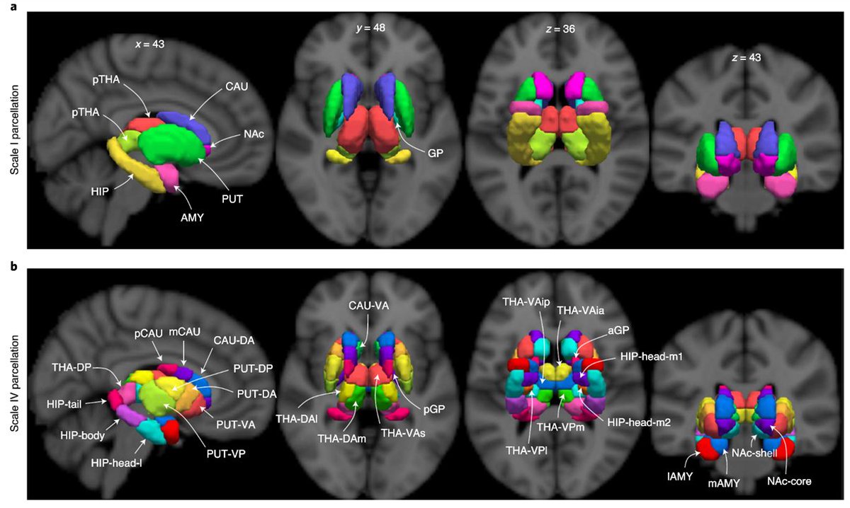 1/6: Excited to share final version of our new hierarchical SUBCORTEX ATLAS in @NatureNeuro 27 new functional regions organize across 4 scales and adapt to changing cognitive demands Full text access: rdcu.be/b7N8K Well done @yetianmed @DrBreaky @DanielMargulies