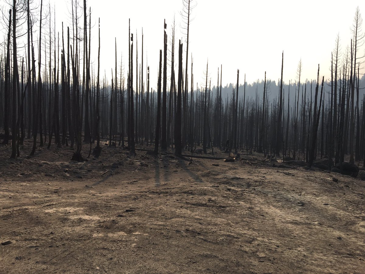 I think this is going to be all I have time or energy for tonight. The fire blasted national forest land along Hwy 168 above Shaver was a sobering sight. 12/