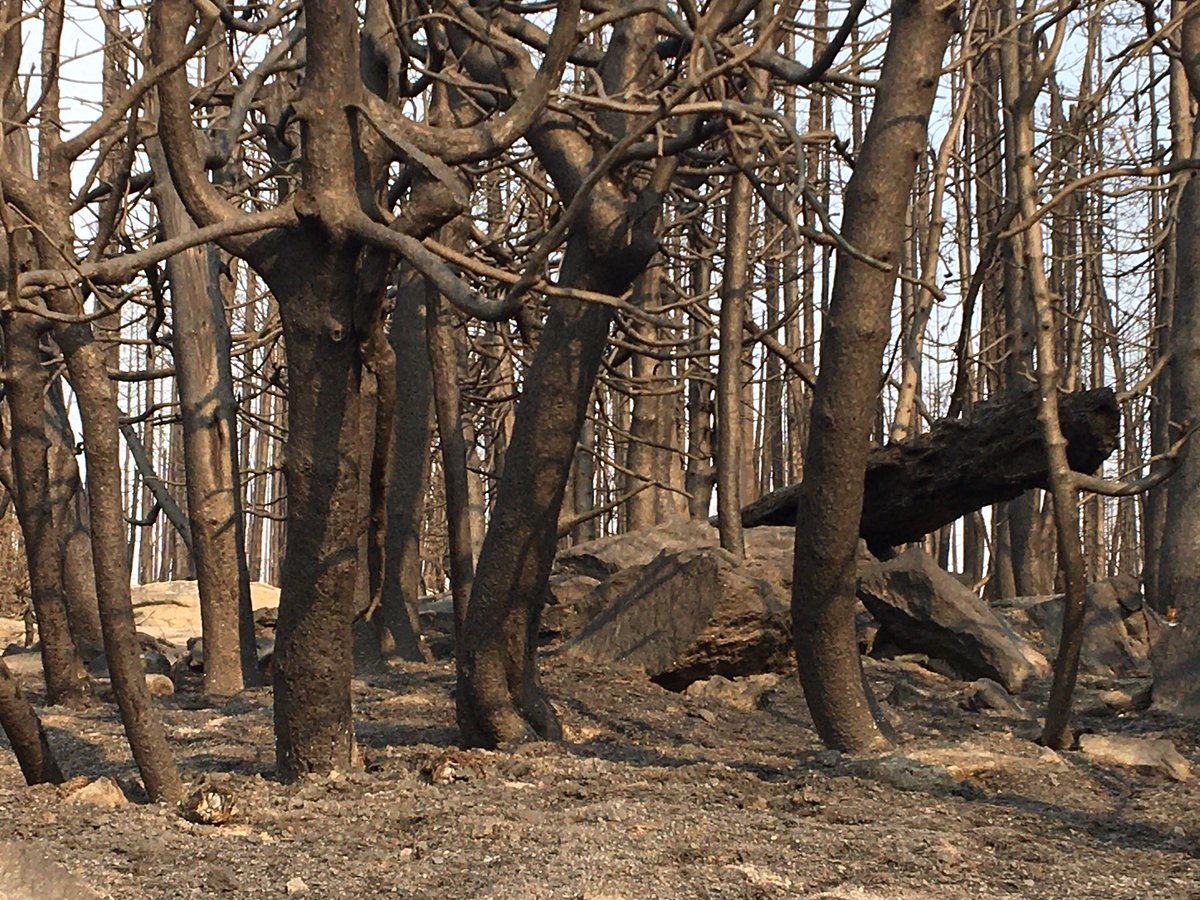 I think this is going to be all I have time or energy for tonight. The fire blasted national forest land along Hwy 168 above Shaver was a sobering sight. 12/