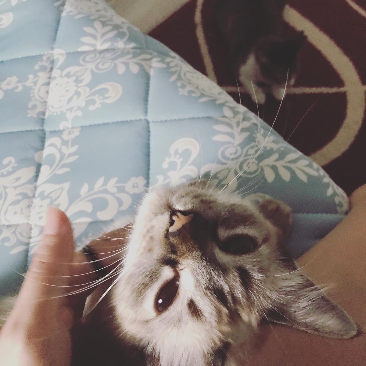 Mintlily ミント氏 お布団でおしっこするようになってしまった トイレの回数も多いし 膀胱炎再発だな 病院行こうね 猫 猫好きさんと繫がりたい