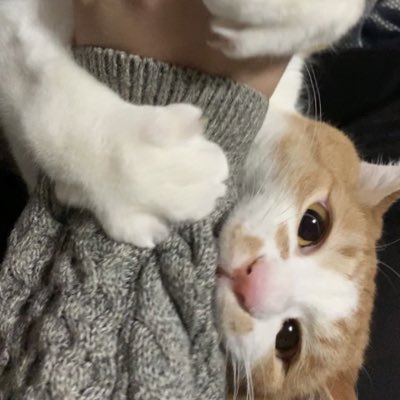 煉 虎徹 Youtube始めますた 新しいプロフィール画像 煉 虎徹 Youtube始めますた 新しいプロフィール画像