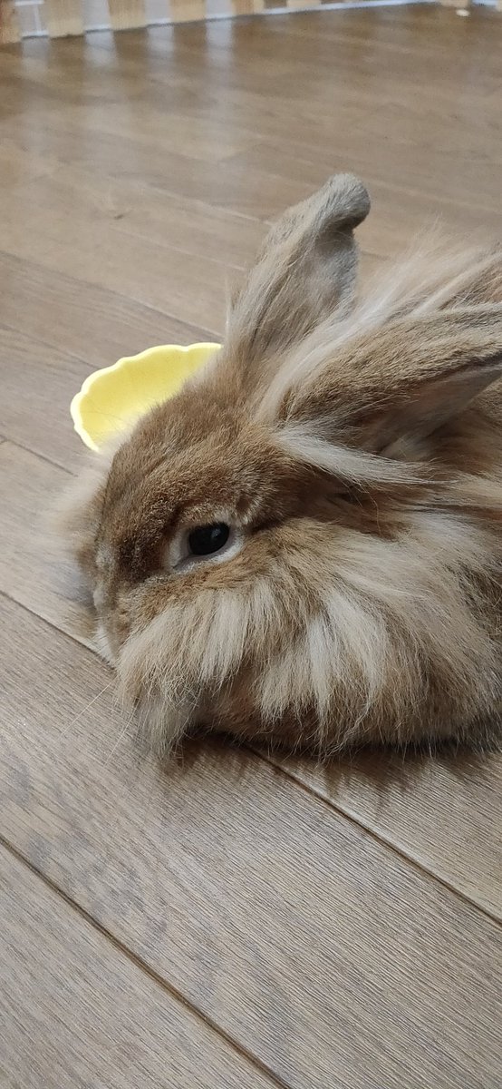 散歩道 ホテル カフェ現在完全予約制 Quroharo Twitter