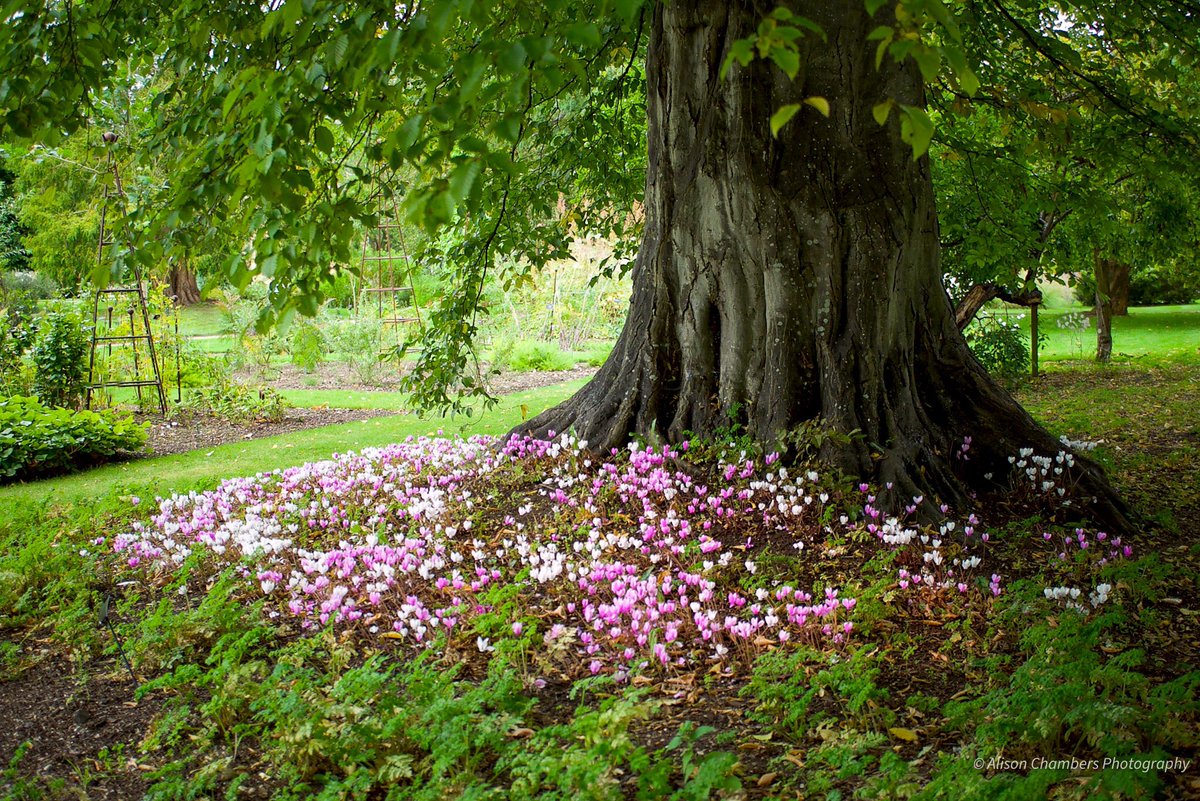AlisonC24426188's tweet image. Autumn Cylamen©️. A pretty flush of Autumn Cyclamen surround the base of a tree in a garden. shop.photo4me.com/871141 &amp;amp; fineartamerica.com/featured/autum… &amp;amp; alisonchambers2.redbubble.com &amp;amp; alisonchambers.picfair.com #photoforme #fineartamerica #redbubble #picfair #cyclamen
