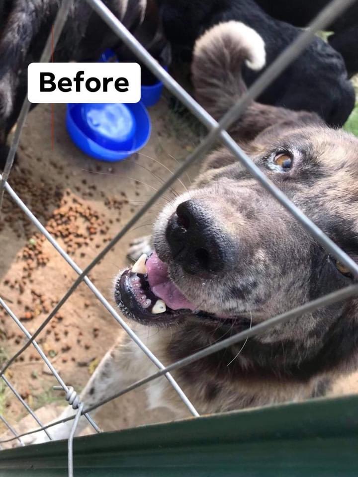 Water Bottle - Easily Distracted By Rescue Dogs — Cane Rosso Dog Rescue