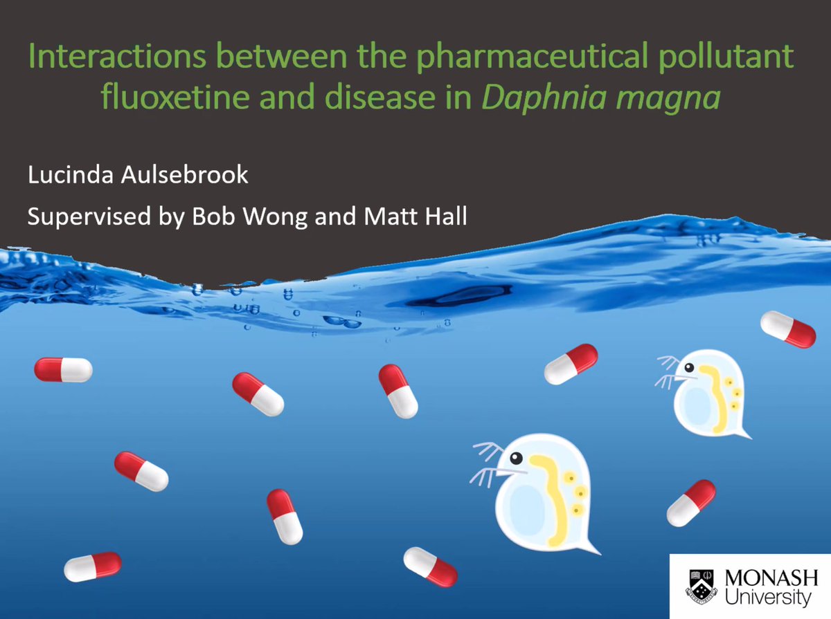 BBM_Wong's tweet photo. PhD student @LCAulsebrook (cosupervised with @mattd_hall) now giving her talk at #ASSAB2020 about her recent discoveries showing how antidepressant fluoxetine affects host-parasite dynamics in Daphnia. @MonashBiol #BobWongLab #MonashEcology #MonashEvolution https://t.co/W1kof8cyhq