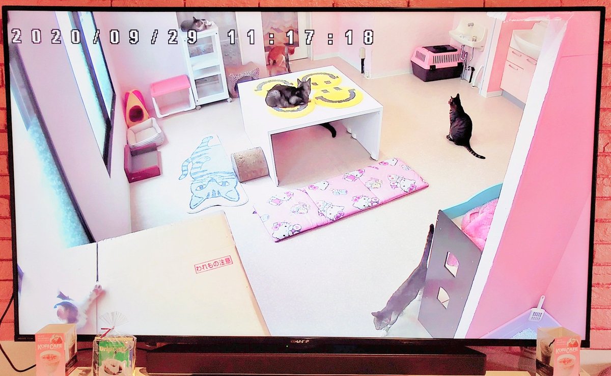 YouCafe6's tweet photo. こんにちは！

本日も子猫2頭を含んだ9頭の保護猫ちゃんたちが見られます🐱💖

猫ちゃんたちが見られるのもあと2日です😿 残念ながら来月から猫ちゃんが見れなくなりますので、会ってみたいなーと思ってる方はお早めに…🐈🐾

#YouCafe #福岡 https://t.co/oqOCyGQayq