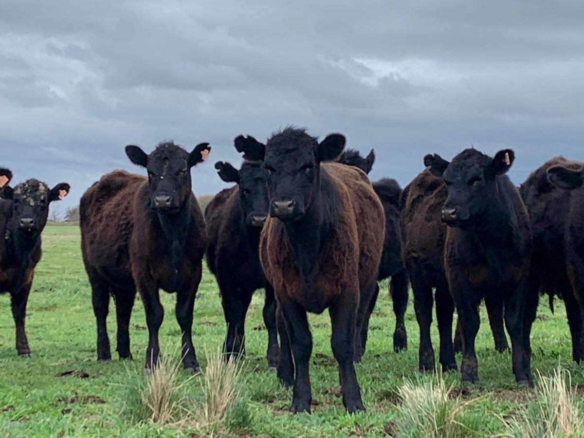 Terneras Angus negras, reposición 2021! We🖤black 
#EciaSanPedro #Rauch #Campo #alimentos #Angus