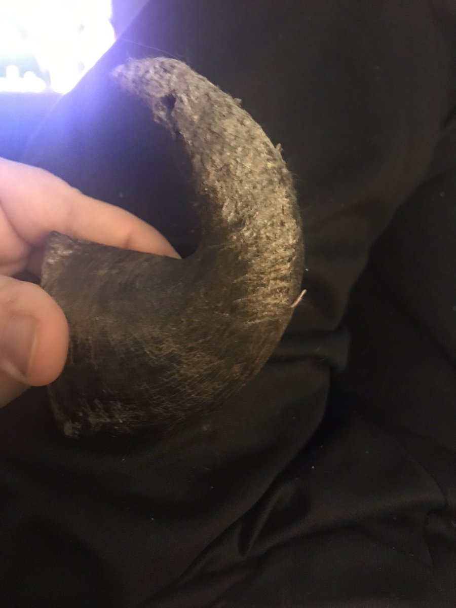 NuclearRanter's tweet image. Why wouldn’t there be a water buffalo horn in my bed?  #LifeWithADog #IJustSatOnThis