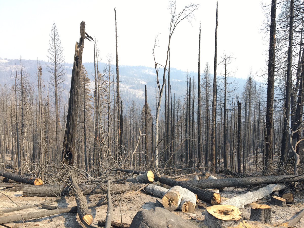 I had a chance to drive up to visit the forestry department  @SCE today & see how Edison land fared in the Creek Fire compared to adjacent federal land. This will be a thread with connections to Indigenous  #LandBack but it will take me a few hours to complete the whole thread. 1/