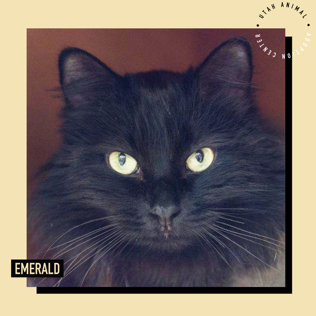 "Look into my eyes. You’re dreaming of adopting a feline with green eyes. One that will purr you to sleep, appreciate being petted. All I ask in exchange is that you feed me a special diet because I’m prone to bladder stones."

#Utahanimals #Catsofinstagram