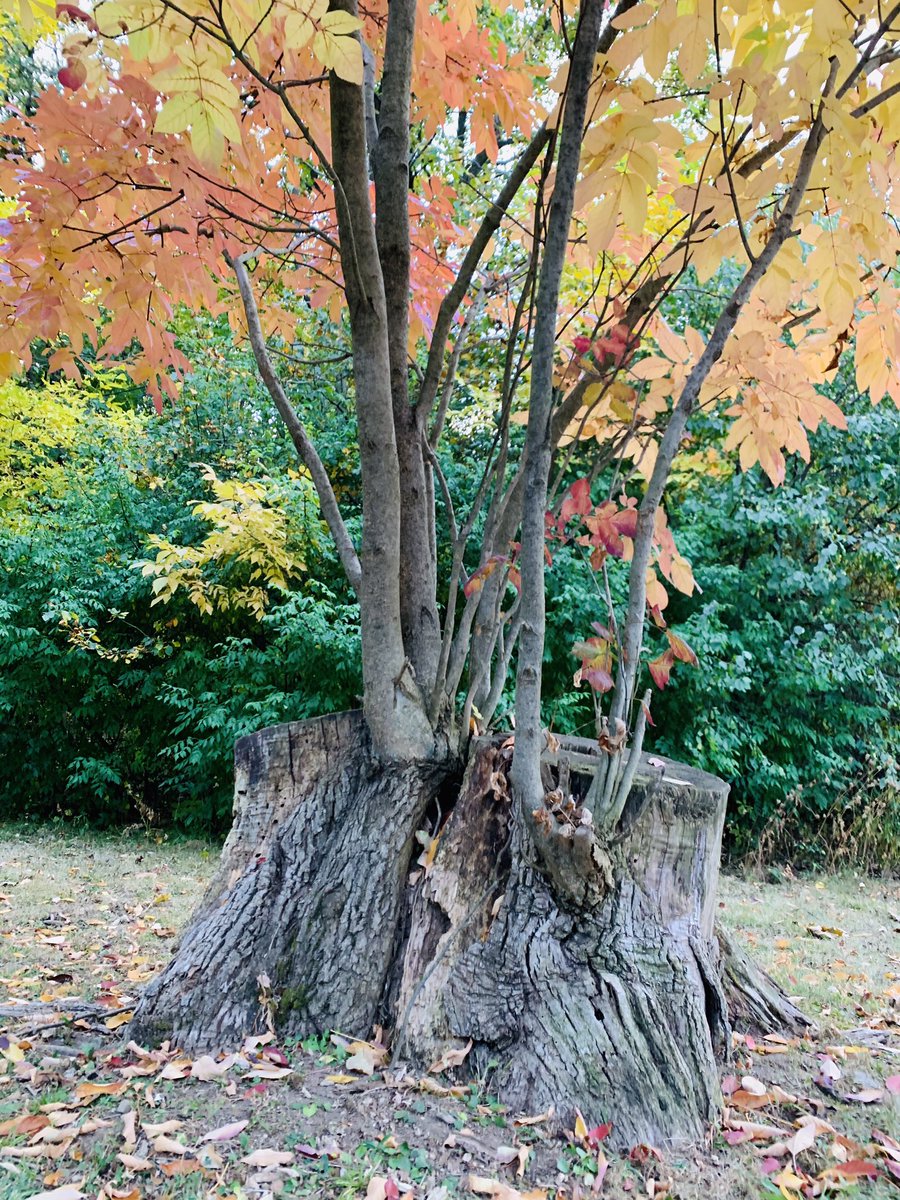 I had to do a double take at this tree today.  It is perfect for an “I see. I wonder” conversation.  <a href="/RSHWDSB/">HWDSB Reading Specialists</a>