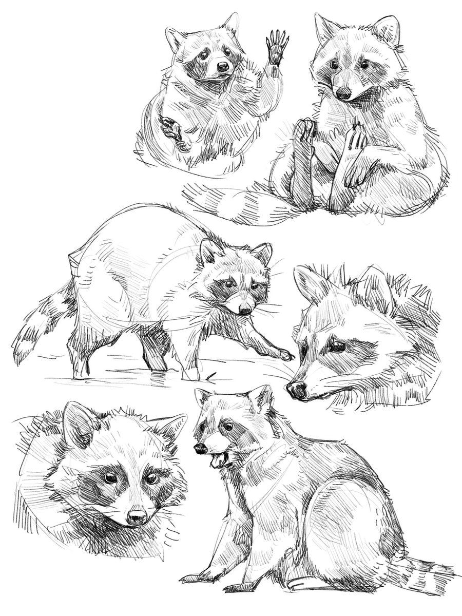 The Instagram kids seemed to really like these raccoons so have some animal studies.
#procreate 
