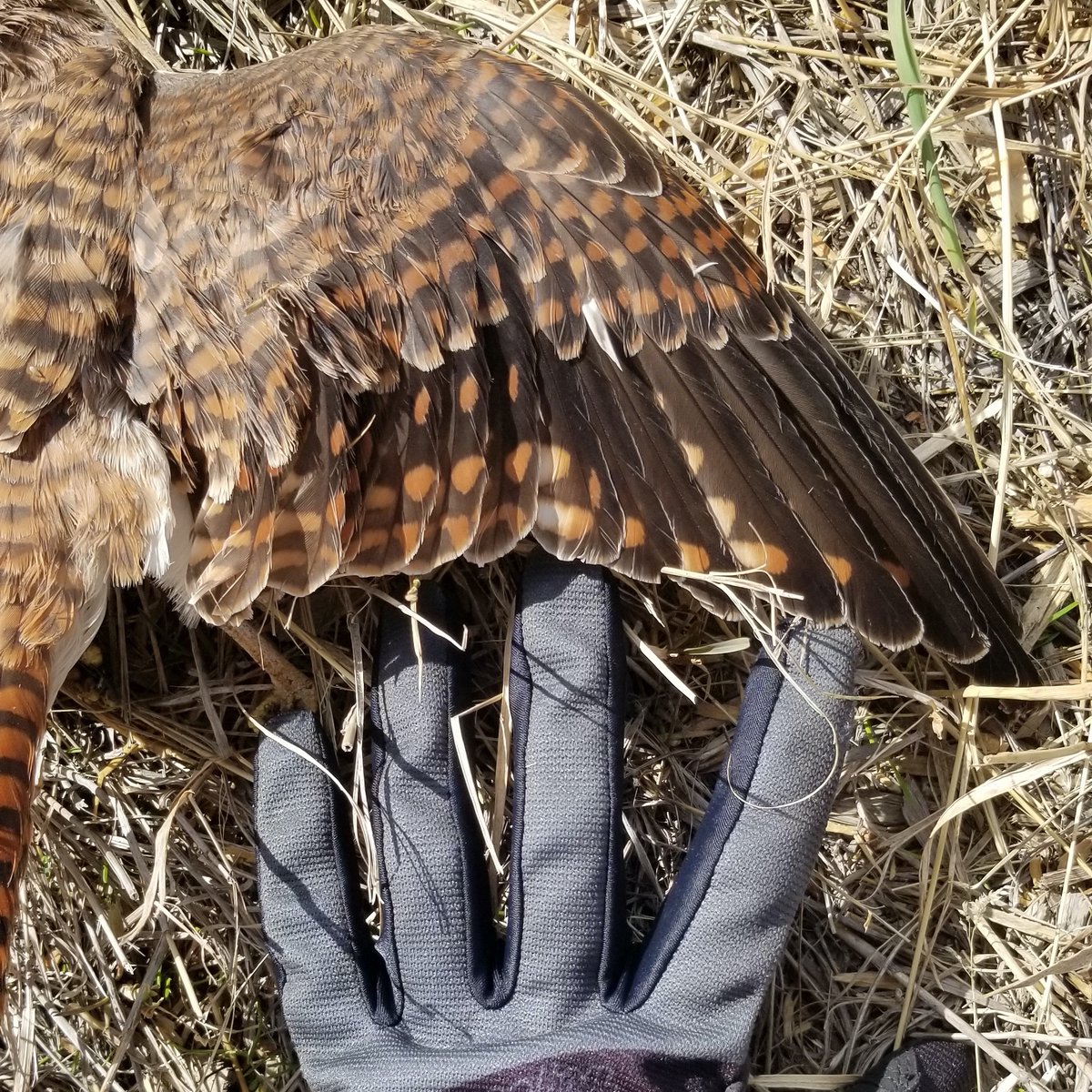 HebblewhiteLab's tweet photo. Heb Lab PhD student @BrennaJCassidy road biking with @AdvScientists this weekend for their wildlife connectivity project in MT!! Less songbird mortality than summer, more raptor mortality (including this kestrel), but great to see wildlife fencing in good shape.
#rideforscience https://t.co/1uyD7Oontw