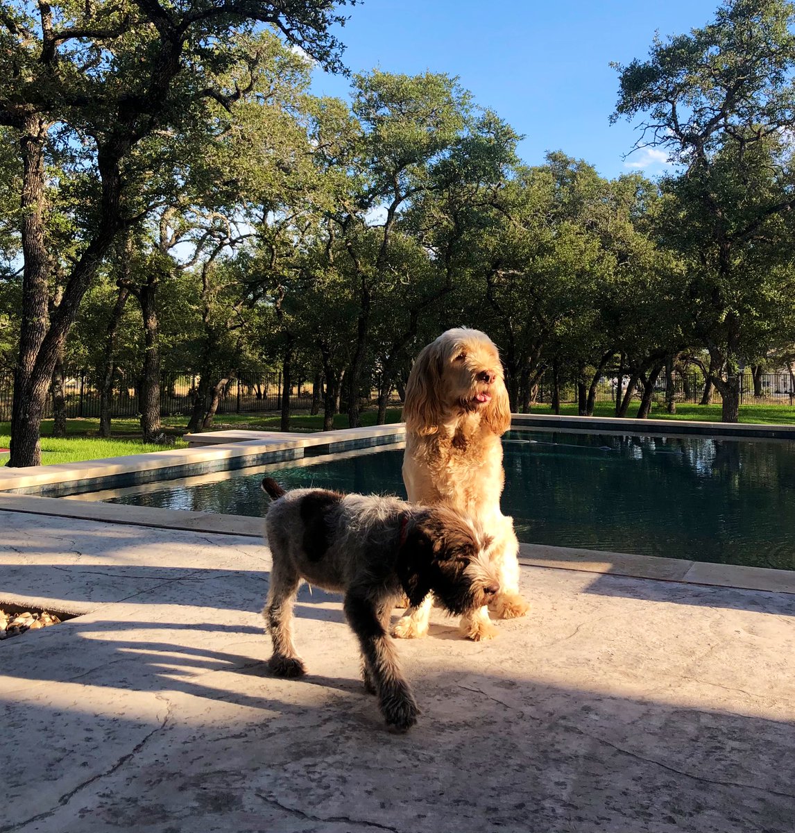 HarrisonFurlow's tweet image. Missing the #Spinoni today. #spinoneitaliano #navhda