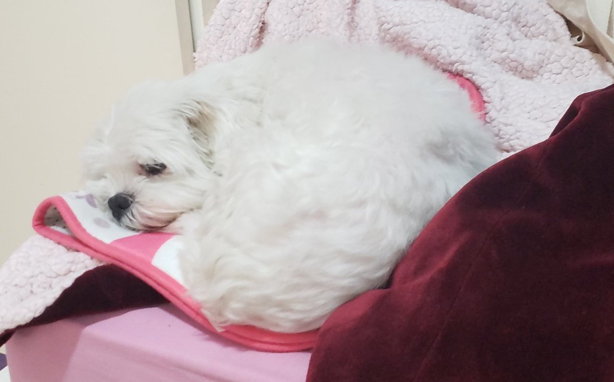 winged_bunny's tweet photo. @seradotwav This is Mel (:
In Portuguese, it means honey 🍯 https://t.co/et80rrL6D0