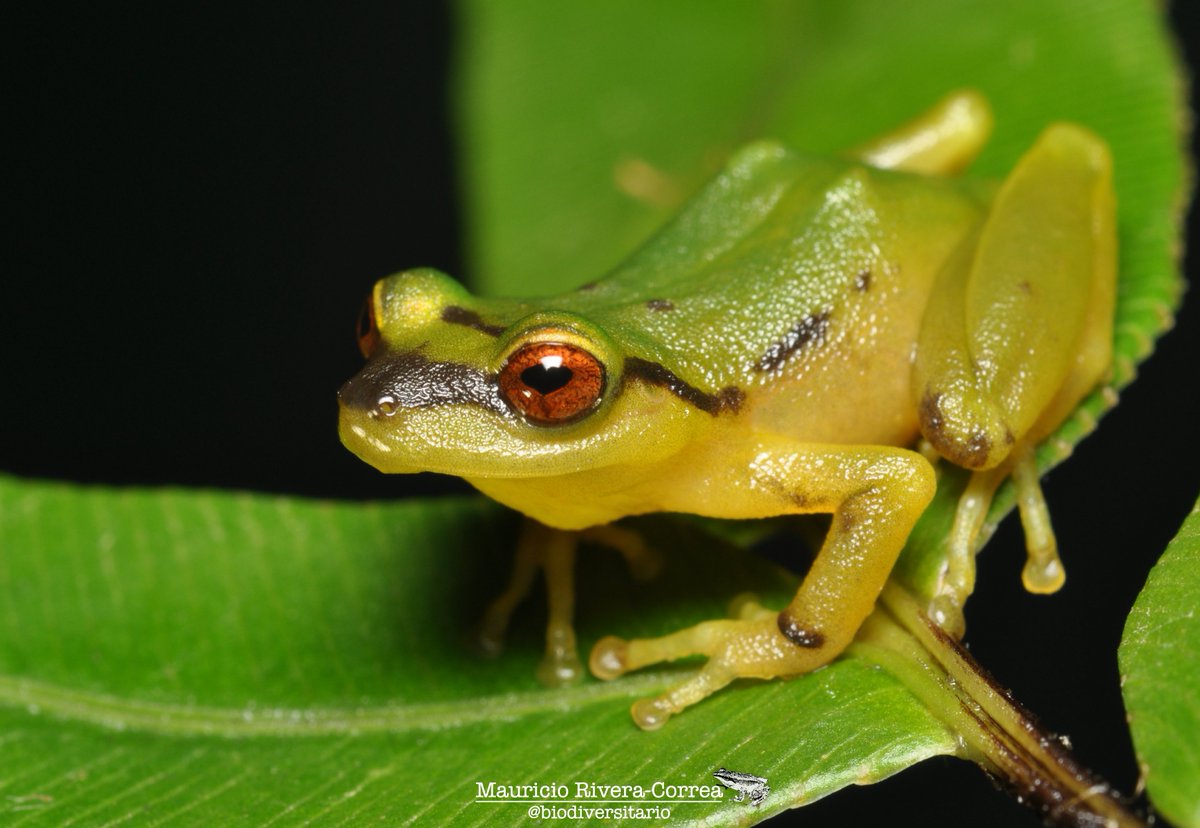 biodiversitario's tweet photo. Amphibiasn of Colombia, Jewels of Neotropics! 🐸 https://t.co/zoGDRbuj3q