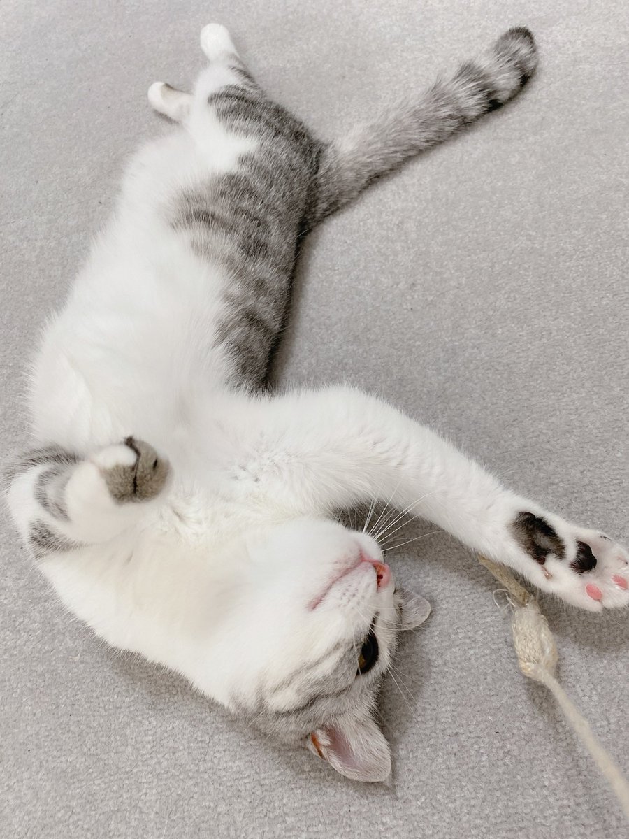 うちの猫 触り心地がやたらと柔らかいな と獣医さんに相談したら もちもちタイプ と判明 猫さんのいろんな触り心地の話へ Togetter うちの猫 触り心地がやたらと柔らかいな と獣医さんに相談したら もちもちタイプ と判明 猫さんのいろんな触り心地の話へ Togetter