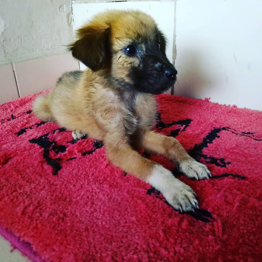 RMSabhijeets's tweet photo. @PFA_Delhi @sgacc1 @World_Wildlife @peta please help in motherless adoption, only 5 puppies are left. I have only one week to give shelter to these dewormed, calcium contd.. puppies. all are healthy. #puppies #puppy #dogsofinstagram #dogs #dog #puppiesofinstagram #puppylove #dogs https://t.co/mYzz7daJoG