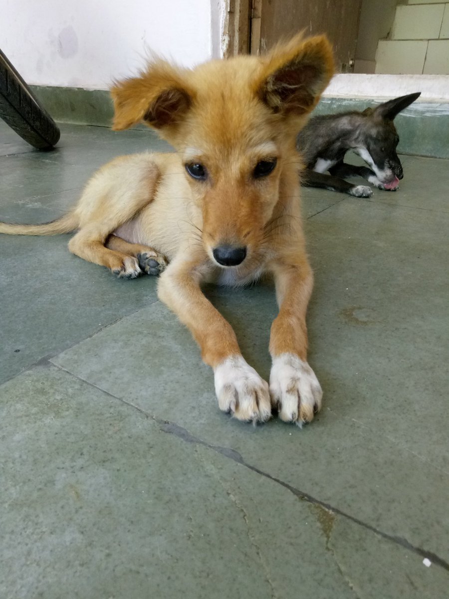RMSabhijeets's tweet photo. @PFA_Delhi @sgacc1 @World_Wildlife @peta please help in motherless adoption, only 5 puppies are left. I have only one week to give shelter to these dewormed, calcium contd.. puppies. all are healthy. #puppies #puppy #dogsofinstagram #dogs #dog #puppiesofinstagram #puppylove #dogs https://t.co/mYzz7daJoG