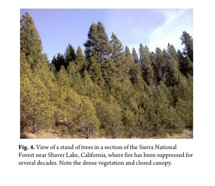 Photos I published in 2013 in Occasion  @StanfordArcade ( https://arcade.stanford.edu/sites/default/files/article_pdfs/OCCASION_v05i01_Aldern_040714.pdf) show the pre-fire contrast btw SCE land & natl forest. I made an analogy between a healthy forest, that, as Ron Goode says, “you can see through” and a Mono basket that a baby can see through. 2/