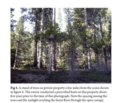 Photos I published in 2013 in Occasion  @StanfordArcade ( https://arcade.stanford.edu/sites/default/files/article_pdfs/OCCASION_v05i01_Aldern_040714.pdf) show the pre-fire contrast btw SCE land & natl forest. I made an analogy between a healthy forest, that, as Ron Goode says, “you can see through” and a Mono basket that a baby can see through. 2/