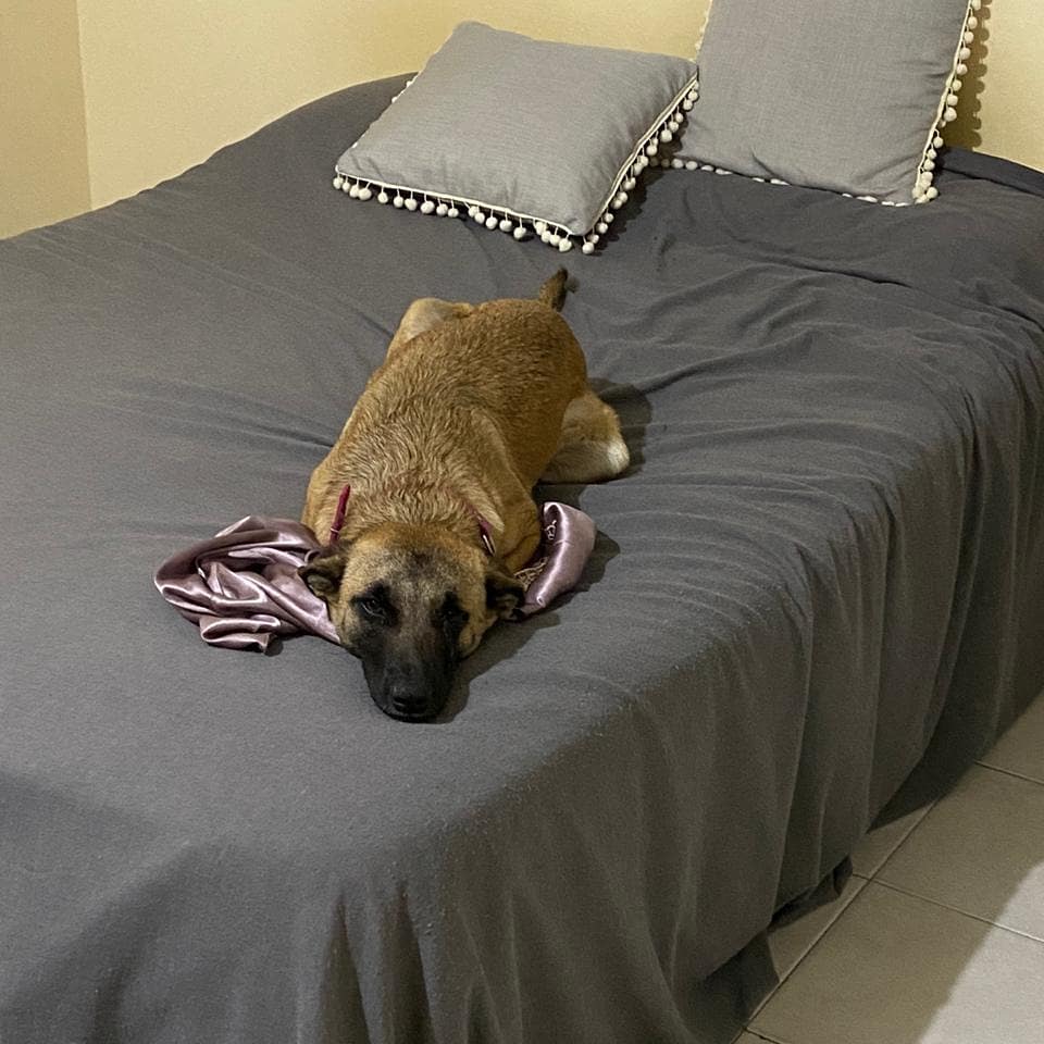CClotos's tweet image. #Flopy ex comunitaria del control policial Villa del Carmen, amiga de #LaGringa 👉🏻🐕🤲❣🏡 La cadena de solidaridad transforma Vidas. GRACIAS Milagros Alvarenga x tu valioso aguante, Marianella Gómez Di Biase x el hogar de tránsito. Patricia Mendoza y flia x ¡Adoptarla con Amor!