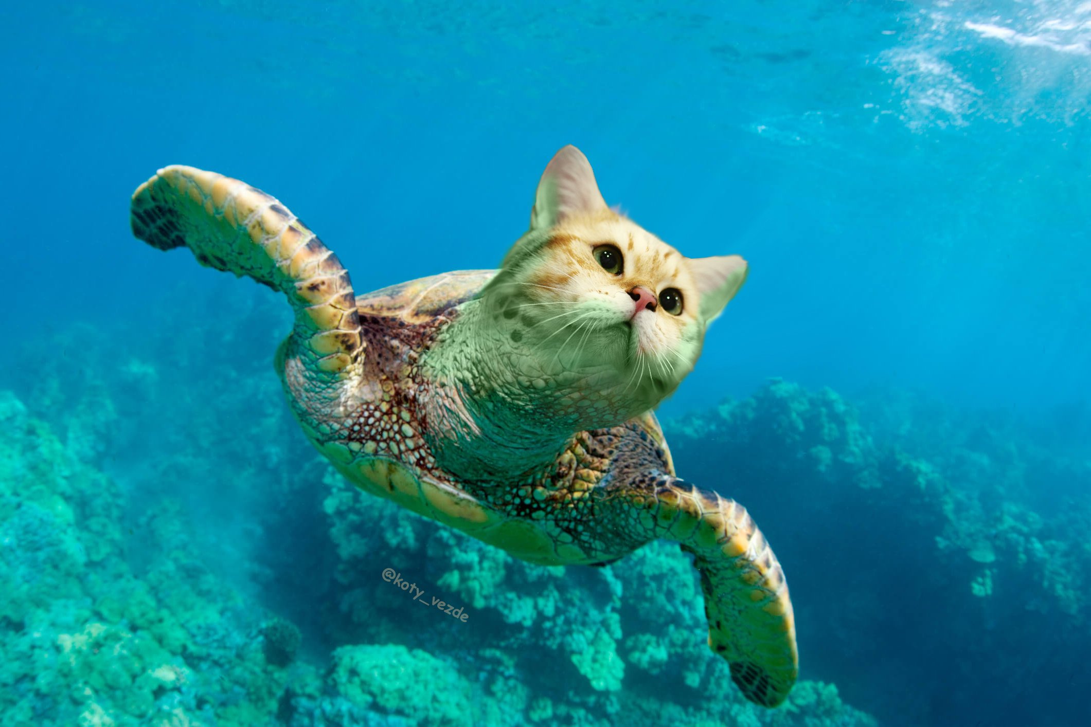 Cat and on sale turtle