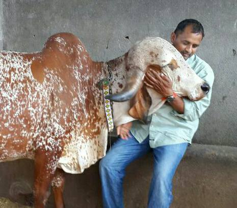 Ksheer Sagar -A Thread on Importance of Cow's Milk in and State of AgricultureThere are few countries in the world where people use buffalo milk for food, tea, coffee, etc. In all prosperous countries, only cow's milk is used.  https://twitter.com/PuriAnoop1/status/1310653723224363010