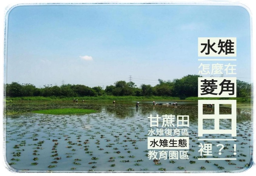 Around 100 jacana chicks hatch each year. Together with advocating  #eco-friendly  #farming methods for the surrounding regions, the park promotes ecological monitoring,  #Satoyama concepts & agricultural tourism designed around jacana  #conservation.  #Taiwan  https://conservation.forest.gov.tw/EN/latest/0064552