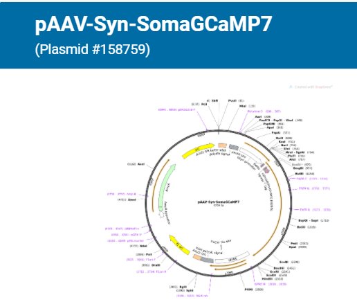SomaGCaMP plasmids are available through Addgene! Here's the link: 
addgene.org/browse/article…

Many folks reached out asking about Cre-dependent versions. They were cloned and are now being tested!